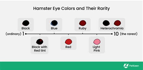 hamsters with red eyes|7 Hamster Eye Colors & Their Rarity (With Pictures) .